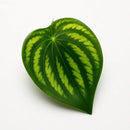 Trepadeira Artificial 2x2M com Vaso