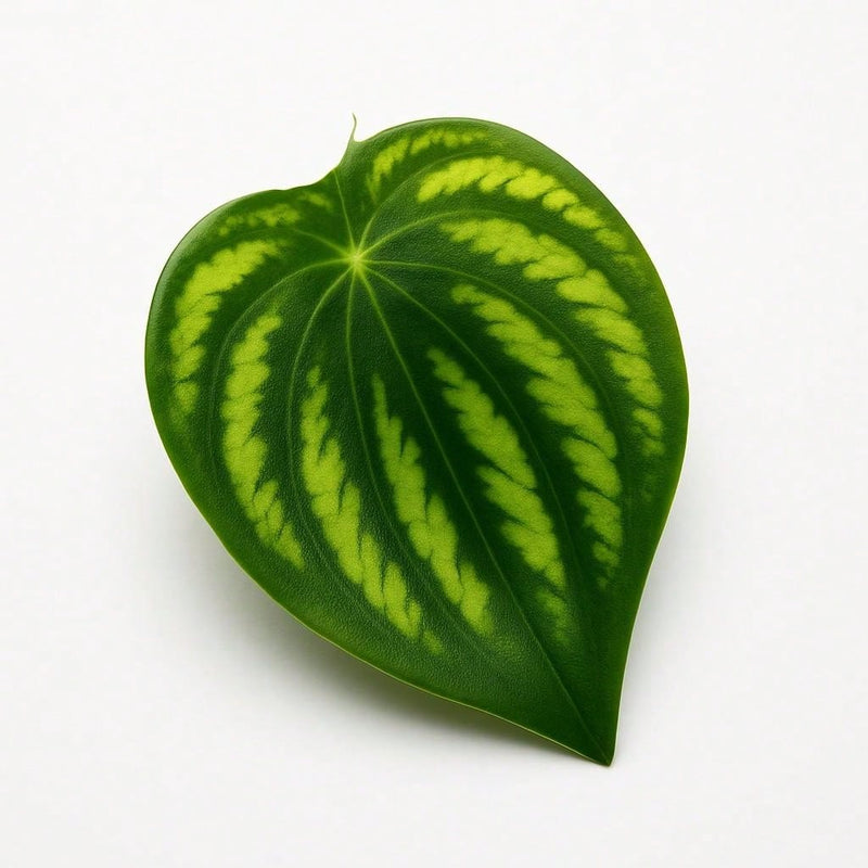 Trepadeira Artificial 2x2M com Vaso