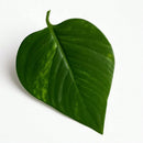 Trepadeira Artificial 2x2M com Vaso