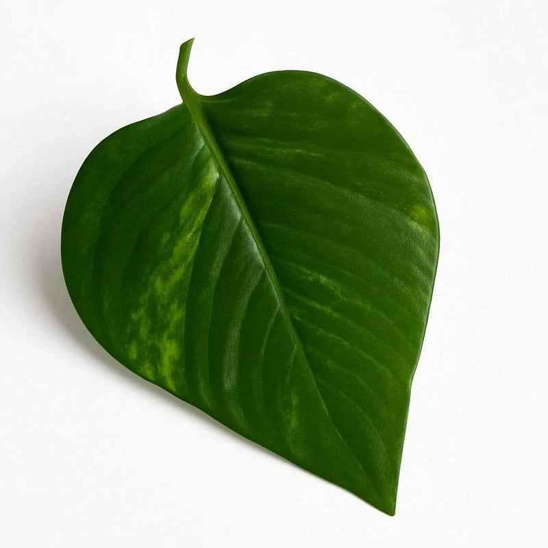 Trepadeira Artificial 2x2M com Vaso